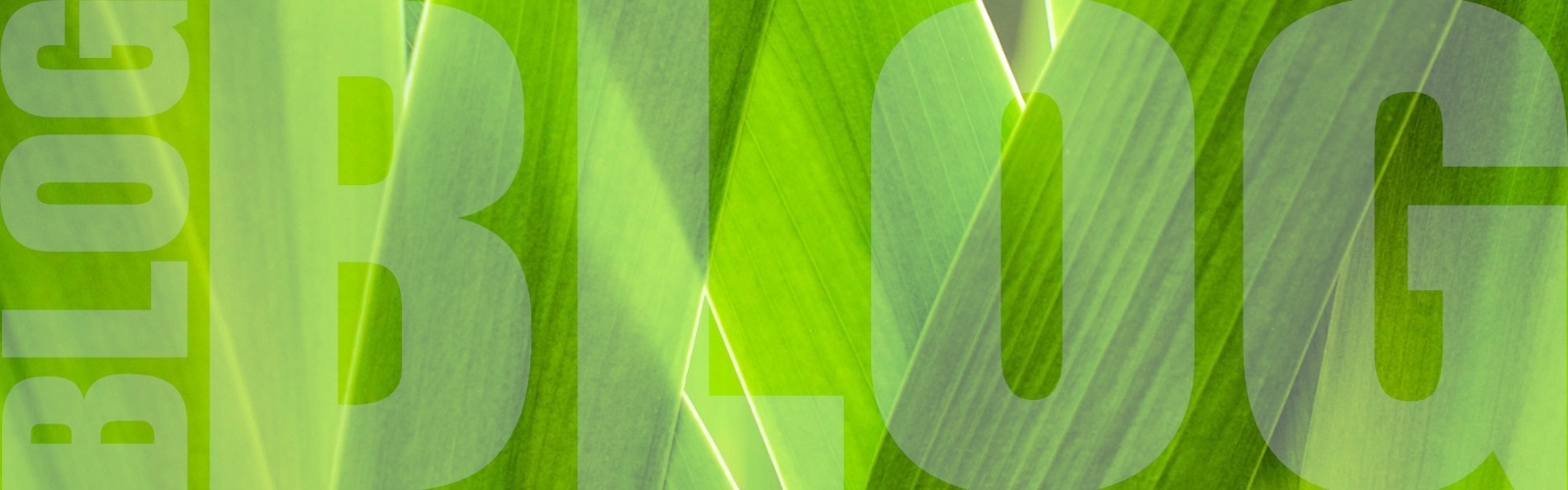 KIWI blog